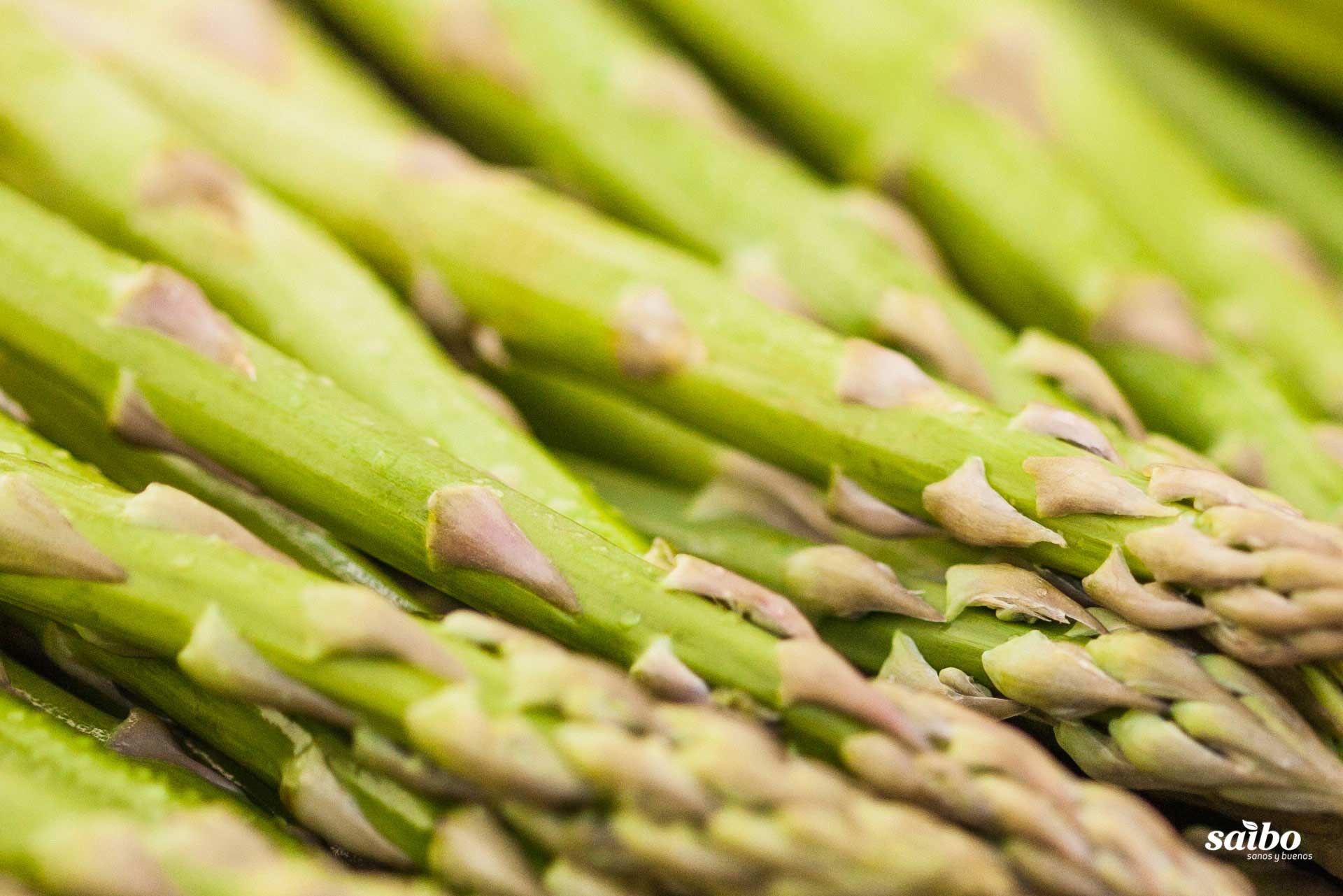 Fotografía de fondo 04. Descargas de Saibo